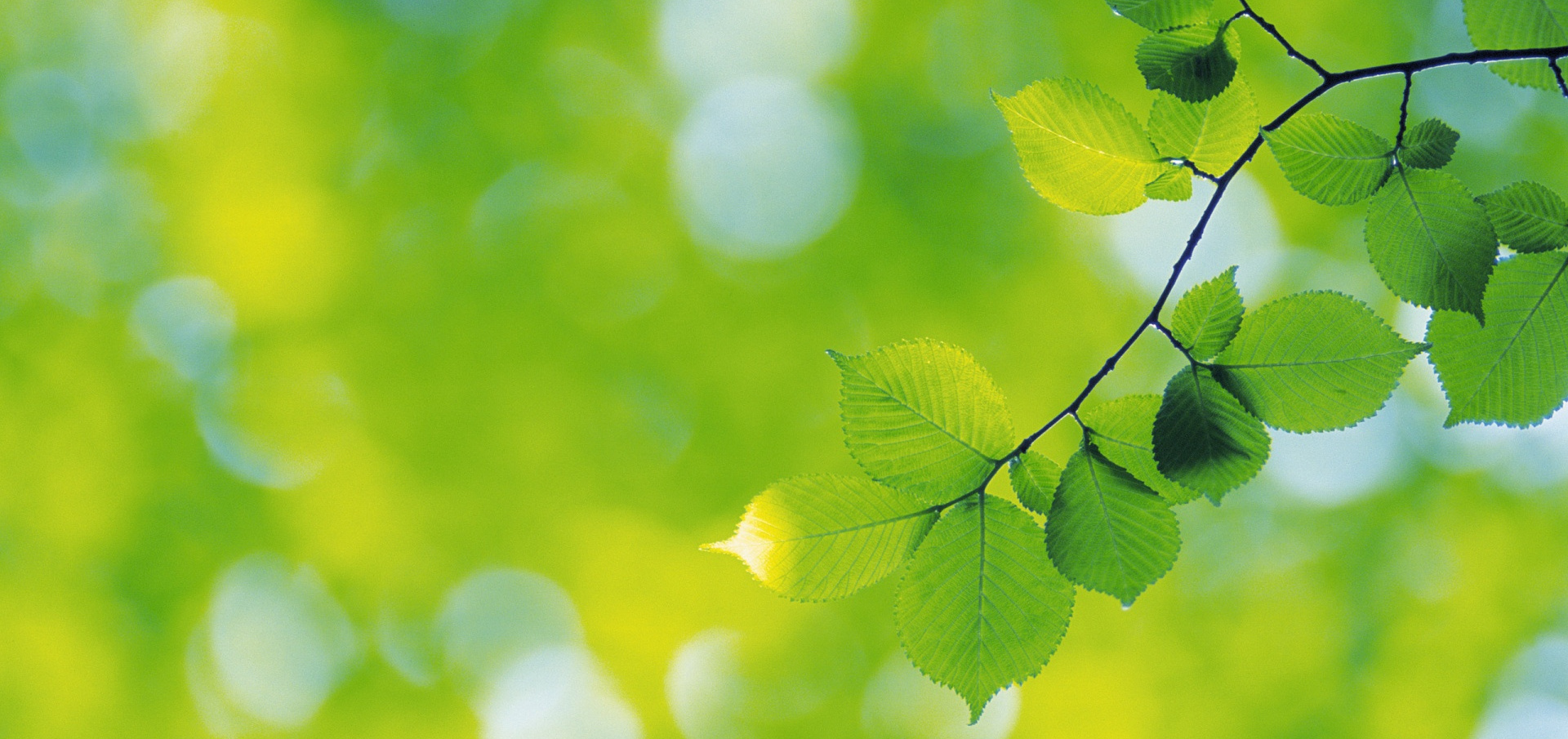 הסדרה הירוקה